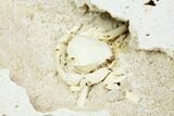 Fossil Crab (Potamon) Preserved in Travertine - Turkey #121380-4
